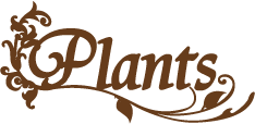 ひたちなか市のエステサロンPlants